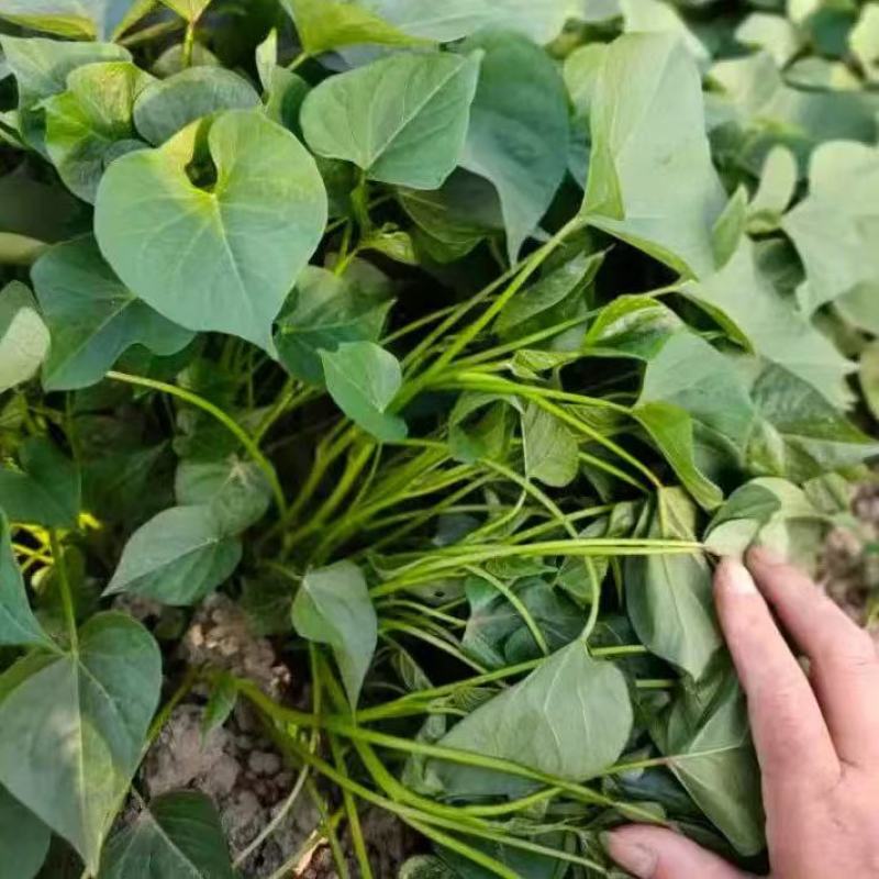 西瓜红红薯苗基地直发一手货源量大价优欢迎全国老板致电咨询