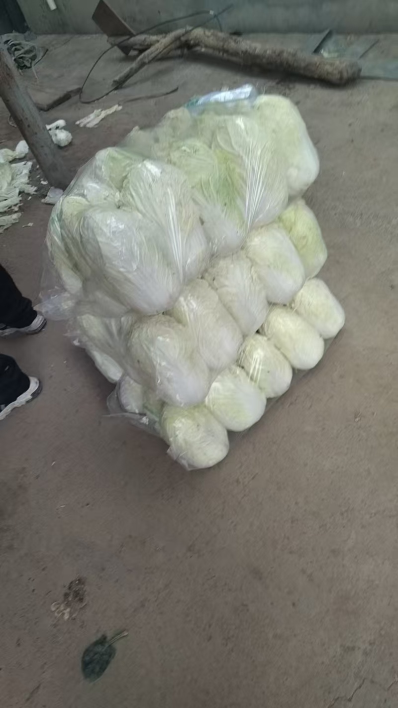 精品白菜产地直发一手货源量大价优对接全国各级市场欢迎致电