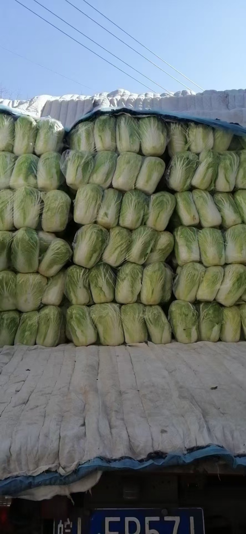 精品白菜产地直发一手货源量大价优对接全国各级市场欢迎致电
