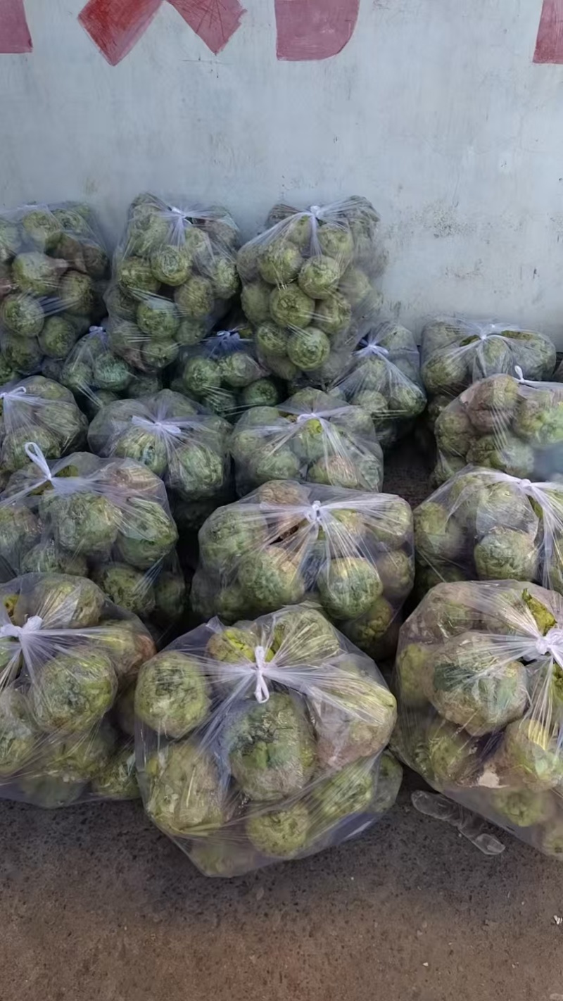 精品芥菜头一手货源量大价优产地直发对接全国客商欢迎致电