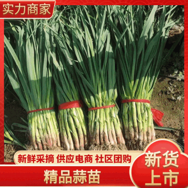 精选红根蒜苗✔水洗蒜苗✔电商直供✔货源充足~物流全国