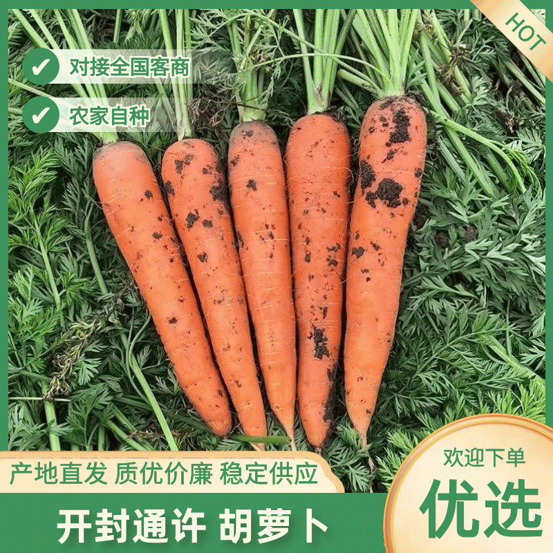 开封胡萝卜/通许水洗胡萝卜/三红胡萝卜/一件批发大甩卖