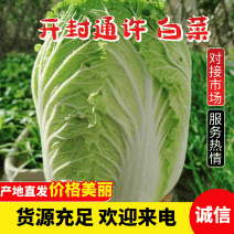 【精品】大白菜夏阳白菜供应产地一手货源量大价优欢迎合作