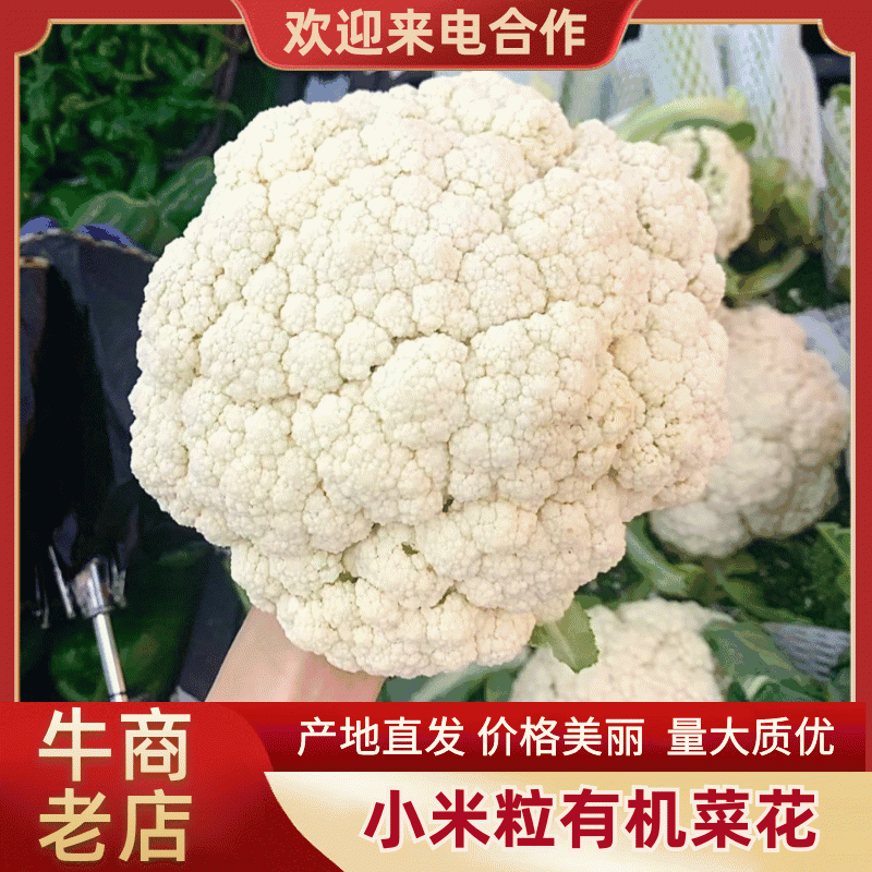 小米粒有机菜花乳白色松花菜精品花菜现摘现发品质新鲜