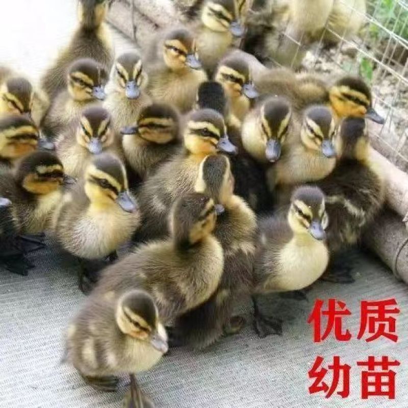 厂家直销麻鸭支持全国批发零售顺丰快递可发全国绿皮蛋鸭