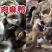 厂家直销麻鸭支持全国批发零售顺丰快递可发全国绿皮蛋鸭