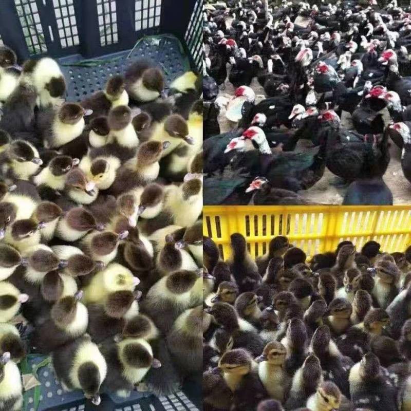 厂家直销麻鸭支持全国批发零售顺丰快递可发全国绿皮蛋鸭