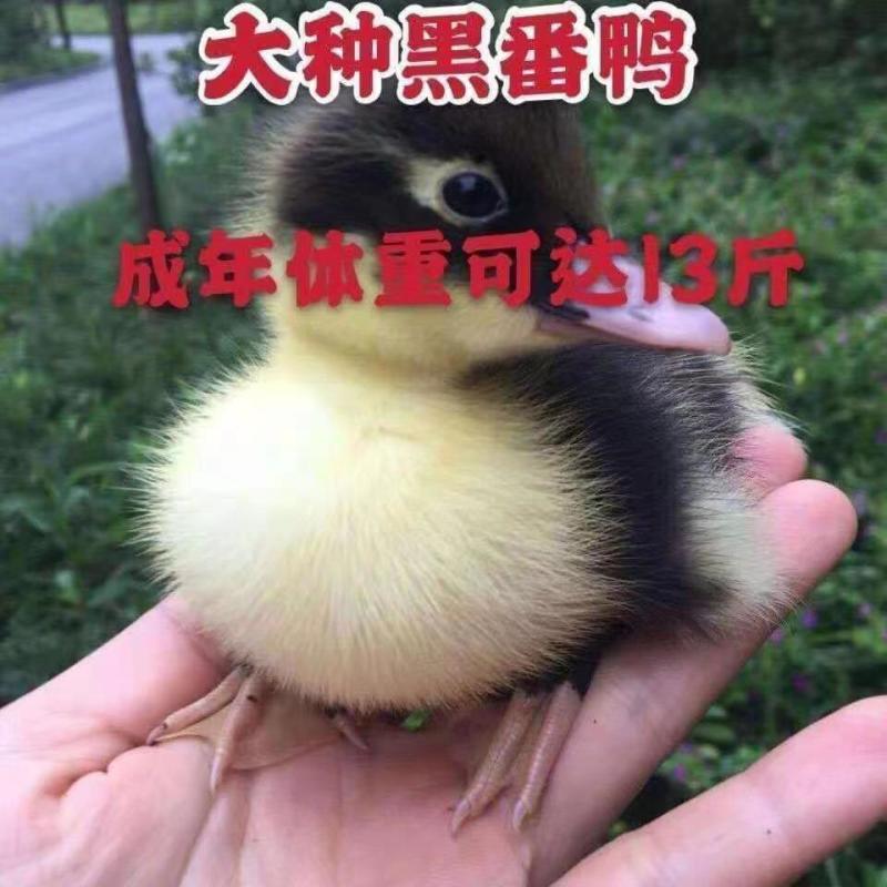 厂家直销麻鸭支持全国批发零售顺丰快递可发全国绿皮蛋鸭