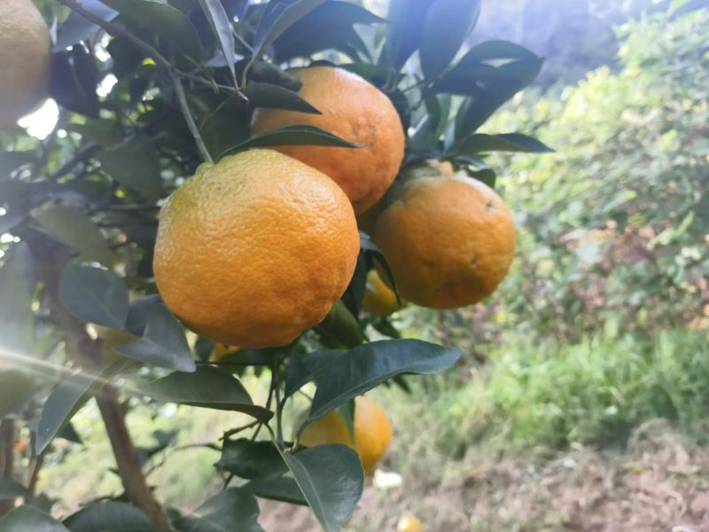 实力商家春见耙耙柑现摘现发对接全国欢迎咨询！
