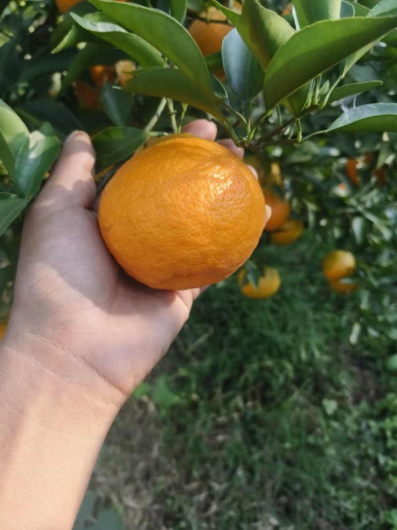 精品春见耙耙柑现货现发供应全国电商平台欢迎咨询！