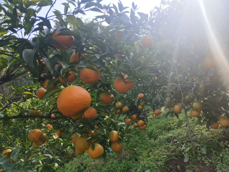 精品春见耙耙柑现货现发供应全国电商平台欢迎咨询！