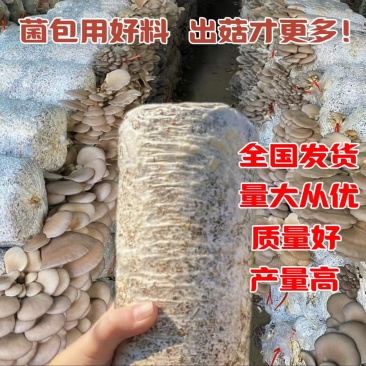 出售平菇菌种菌棒出菇菌包产地直发保质保量