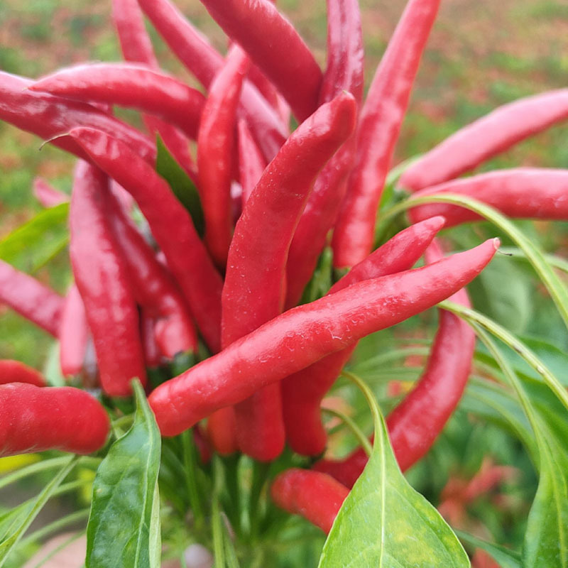 红贵2号朝天椒种子簇生大果红色米椒鲜食香辣加工朝天辣椒