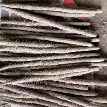 石家庄无极县山药，大量新鲜现货，欢迎各位老板前来选购