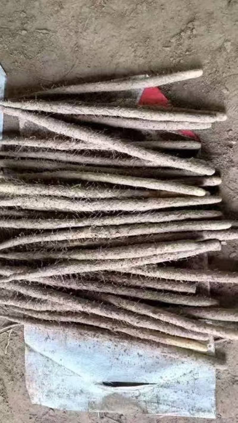 石家庄无极县山药，大量新鲜现货，欢迎各位老板前来选购