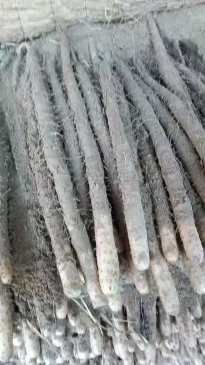石家庄无极县山药，大量新鲜现货，欢迎各位老板前来选购