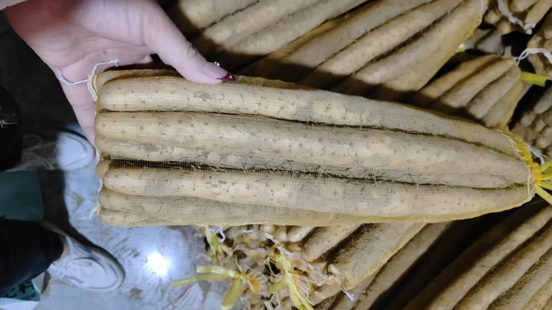 石家庄无极县山药，大量新鲜现货，欢迎各位老板前来选购