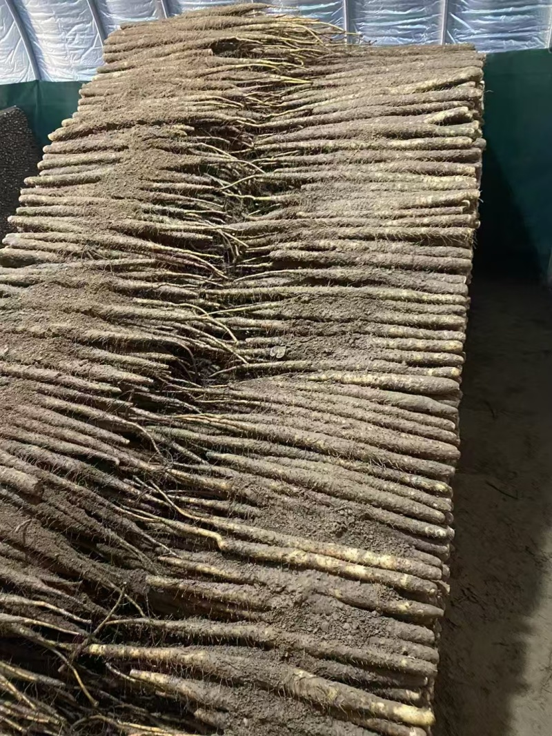石家庄无极县山药，大量新鲜现货，欢迎各位老板前来选购