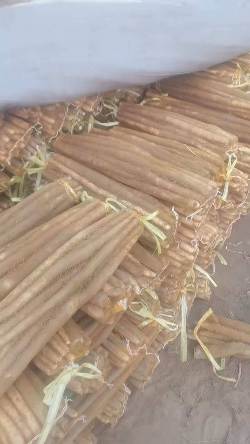 石家庄无极县山药，大量新鲜现货，欢迎各位老板前来选购