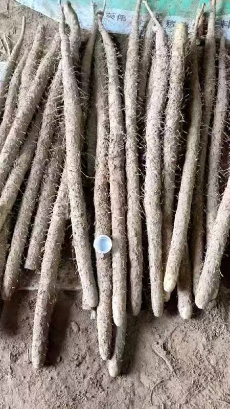 石家庄无极县山药，大量新鲜现货，欢迎各位老板前来选购