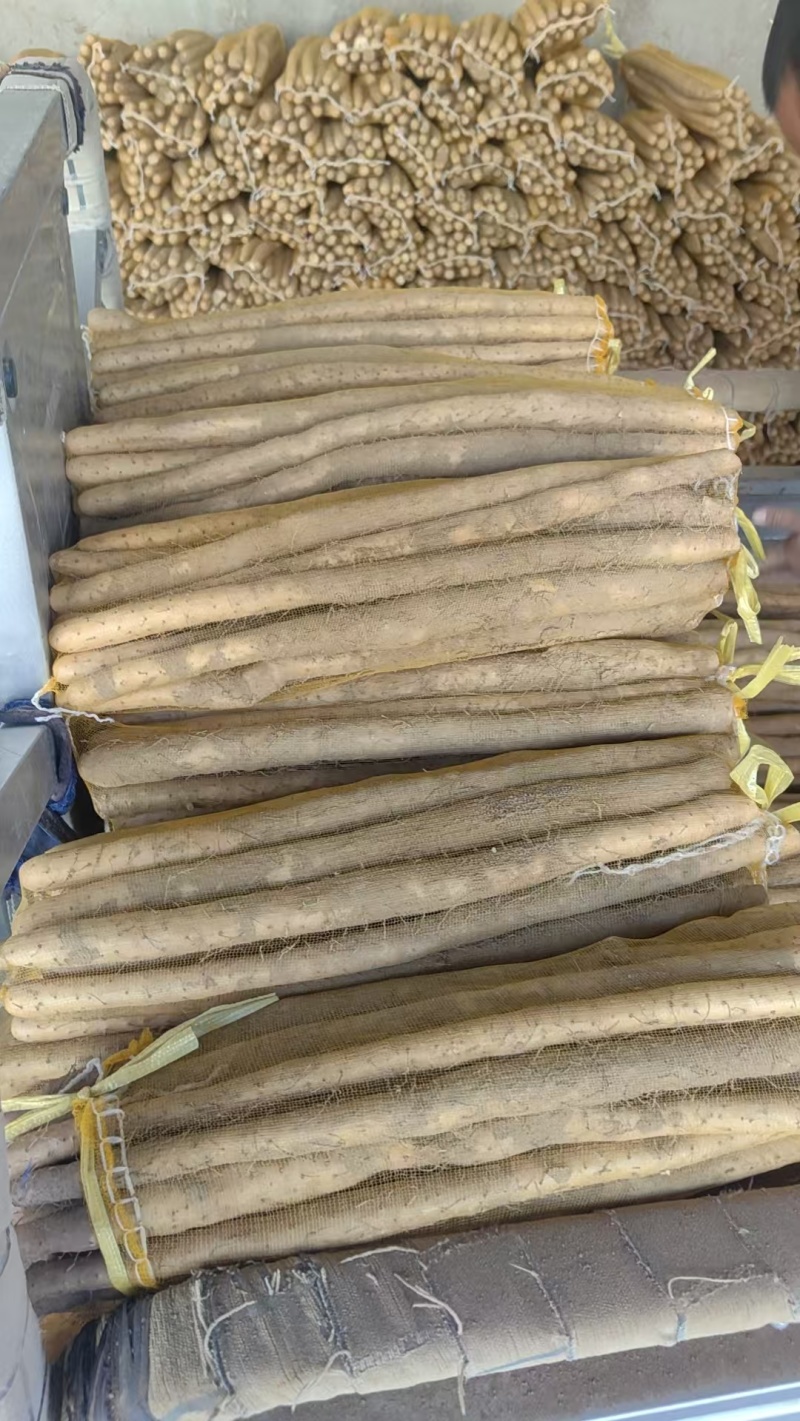 石家庄无极县山药，大量新鲜现货，欢迎各位老板前来选购