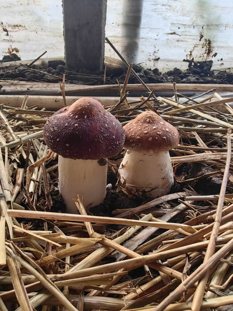 【热卖】精品赤松茸产地直发货量充足对接各大商超