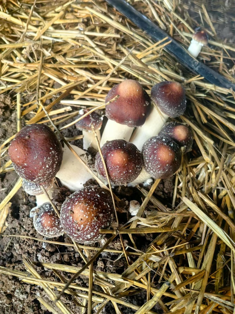 【精品】山东潍坊赤松茸大量上市价格美丽欢迎咨询