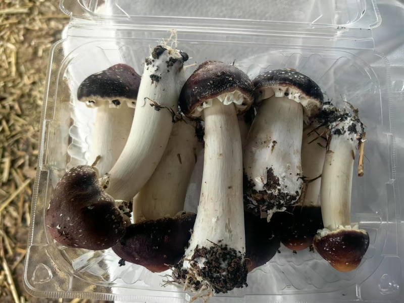 【精品】山东潍坊赤松茸大量上市价格美丽欢迎咨询