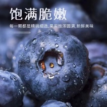 山东精品蓝莓公爵蓝莓预售上市基地一手货源品质保证