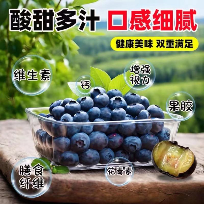 {预售}精品优瑞卡蓝莓基地直发规格齐全品质可保