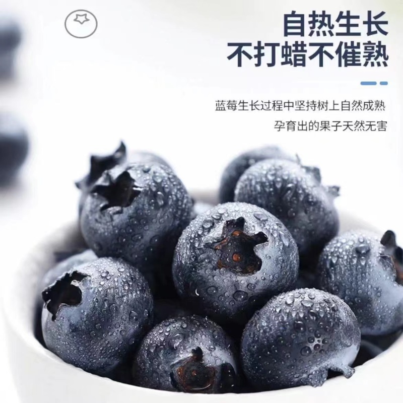 {预售}精品优瑞卡蓝莓基地直发规格齐全品质可保