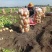 河北张家口沽源县黄心土豆大量供应全国各地