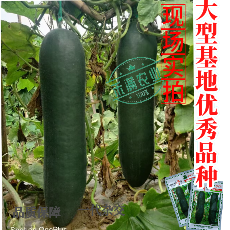 湘妹籽墨宝冬瓜种籽黑皮冬瓜种子高产特大冬瓜种孑一代杂交耐