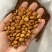 2025年头茬开口松子好吃不贵品质保证欢迎联系