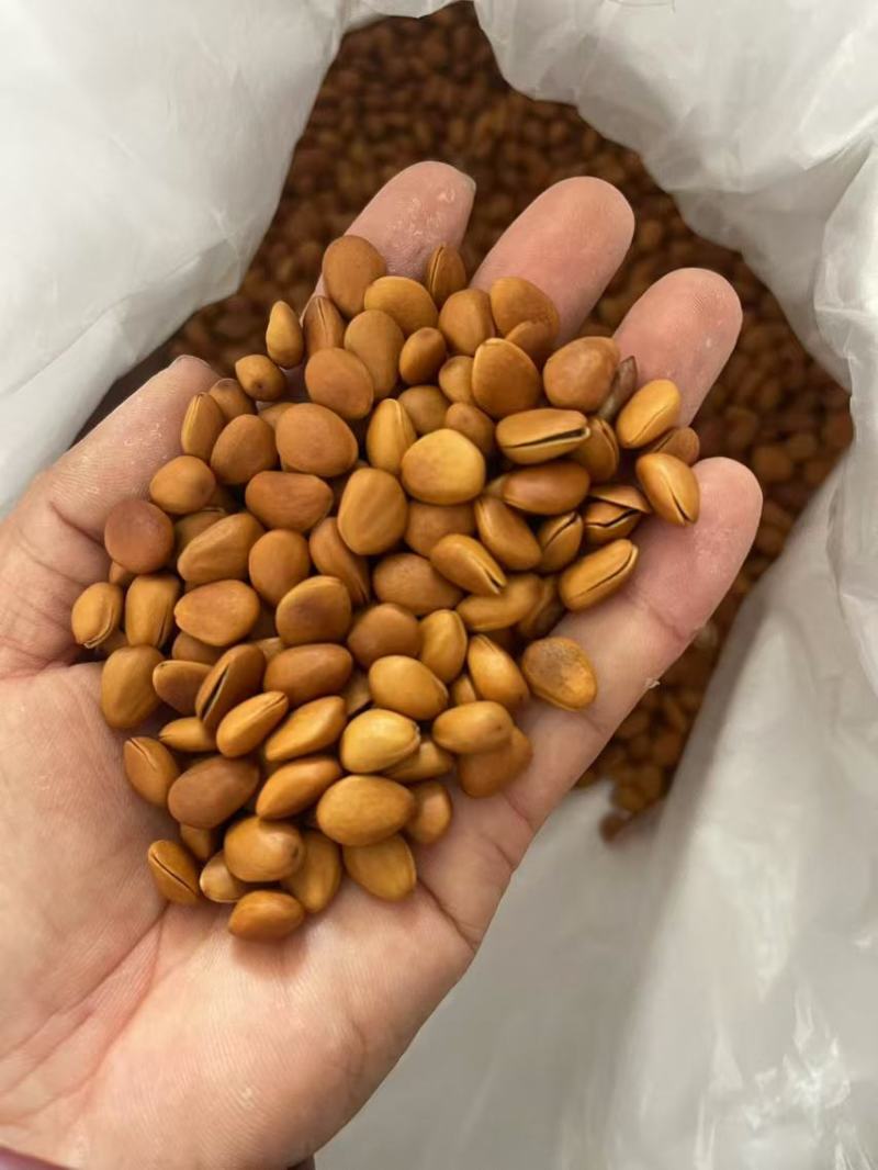 2025年头茬开口松子好吃不贵品质保证欢迎联系