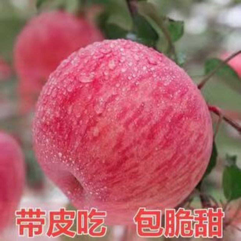新疆阿克苏苹果（一件代发）冰糖心苹果礼盒装，代发全国