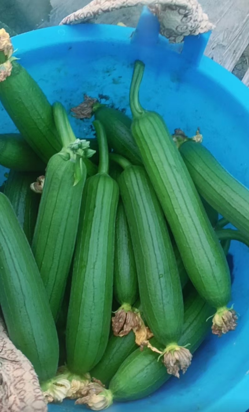 江苏油皮丝瓜精品丝瓜供应电商市场社区团购保质保量