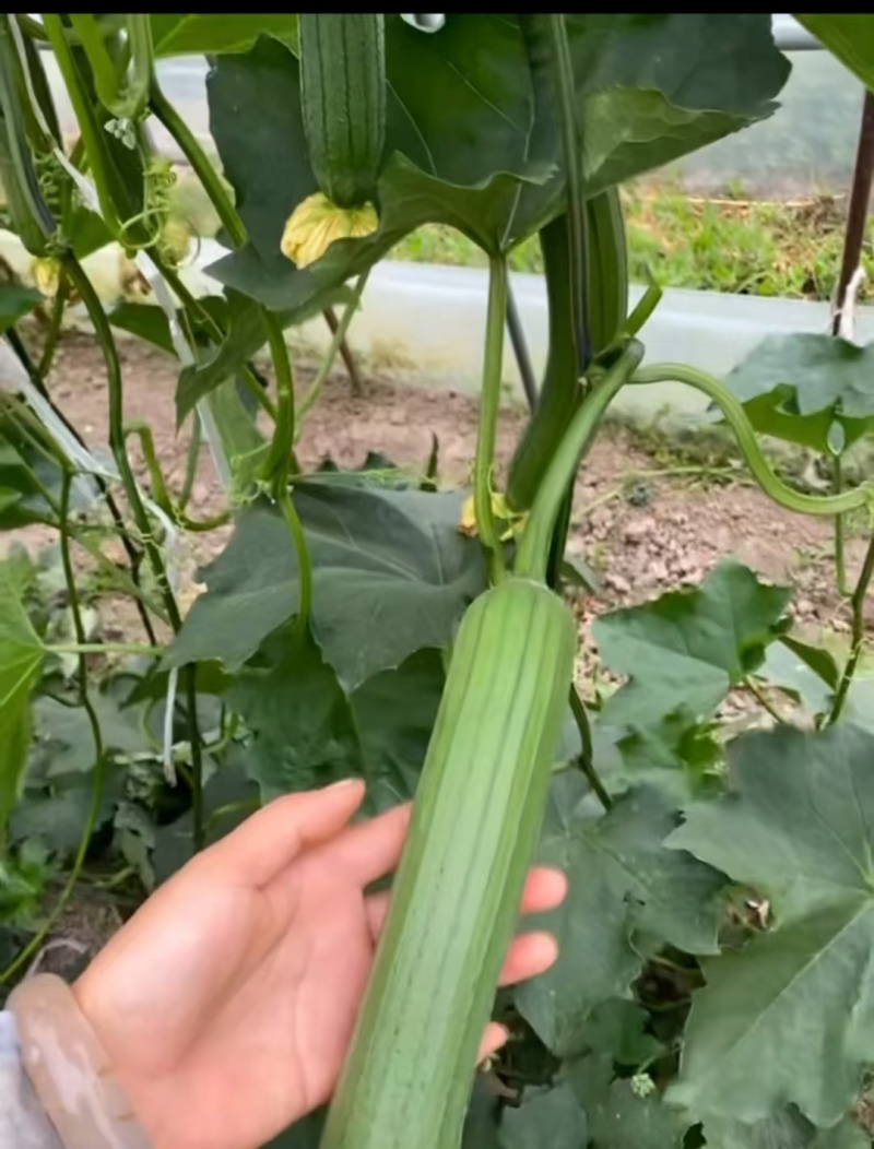 江苏油皮丝瓜精品丝瓜供应电商市场社区团购保质保量