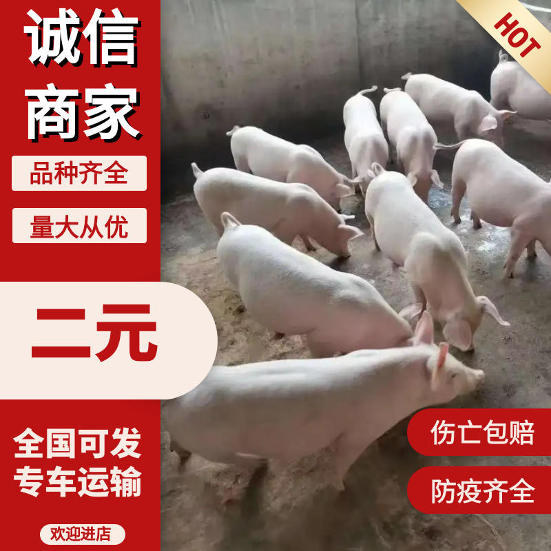 二元仔猪，防疫齐全，伤亡包赔，品种齐全，量大优惠全国发货
