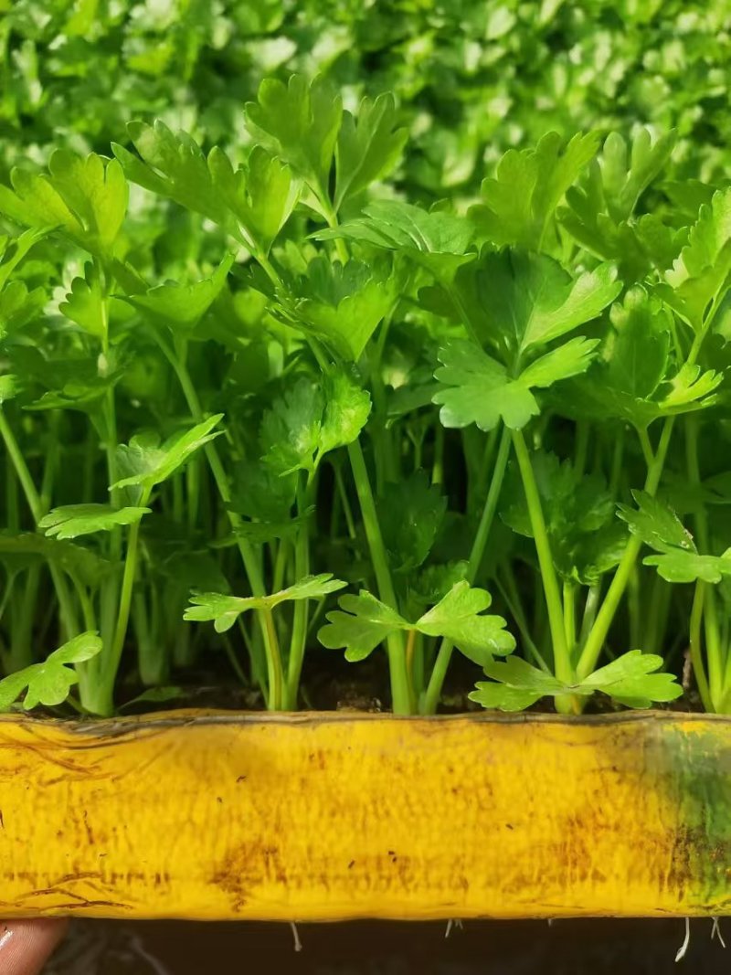 芹菜苗带土发货。成活率高。容易种植。全国发货