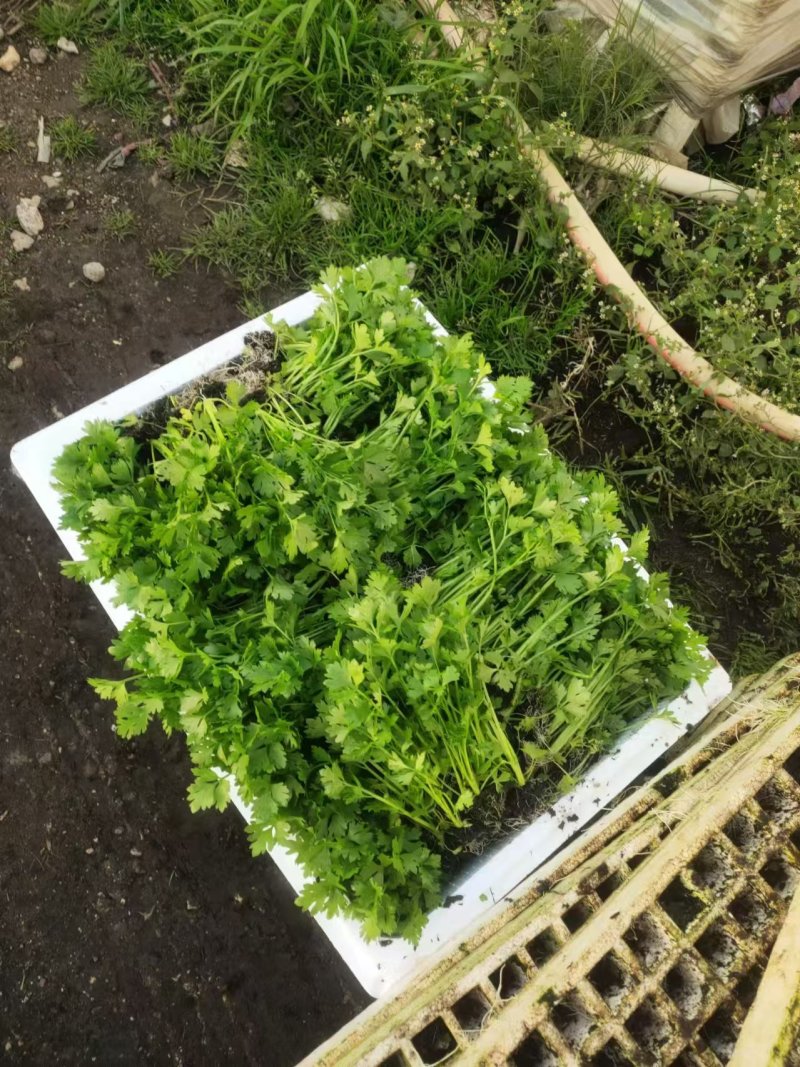 芹菜苗带土发货。成活率高。容易种植。全国发货