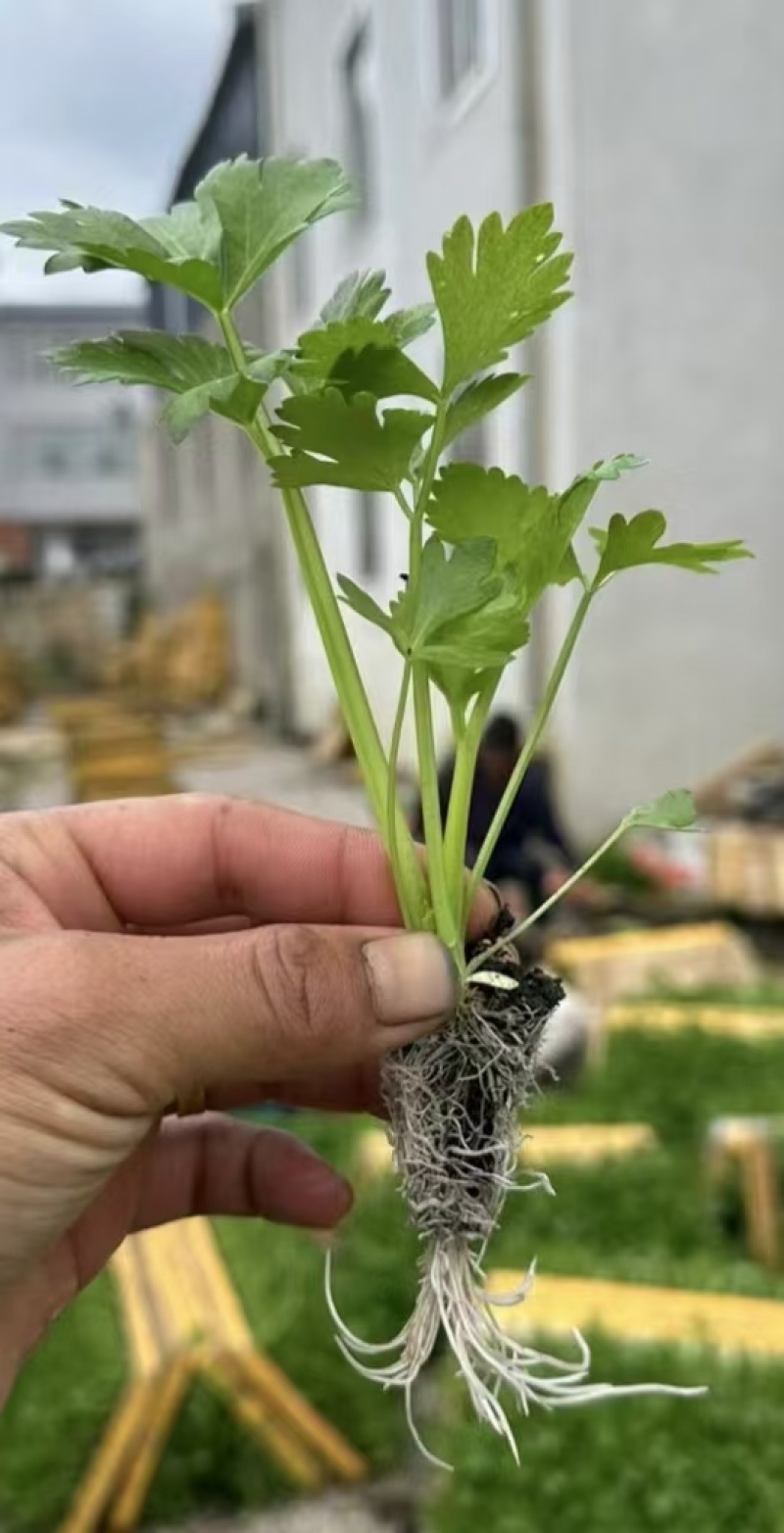芹菜苗带土发货。成活率高。容易种植。全国发货