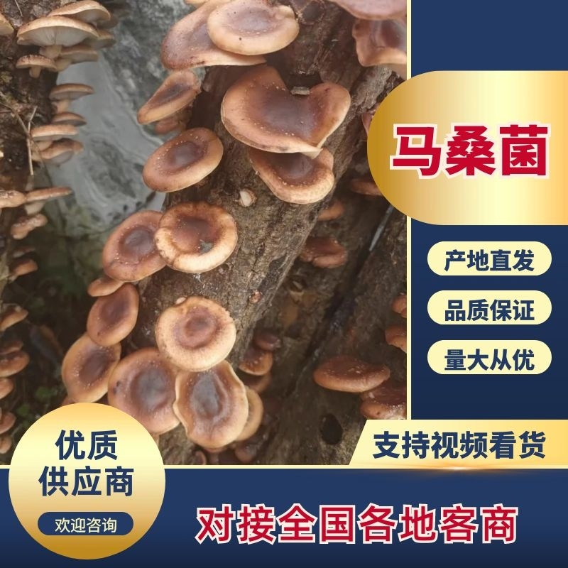 精品贵州特产习水县椴木马桑菌，一件代发，产地一手货源