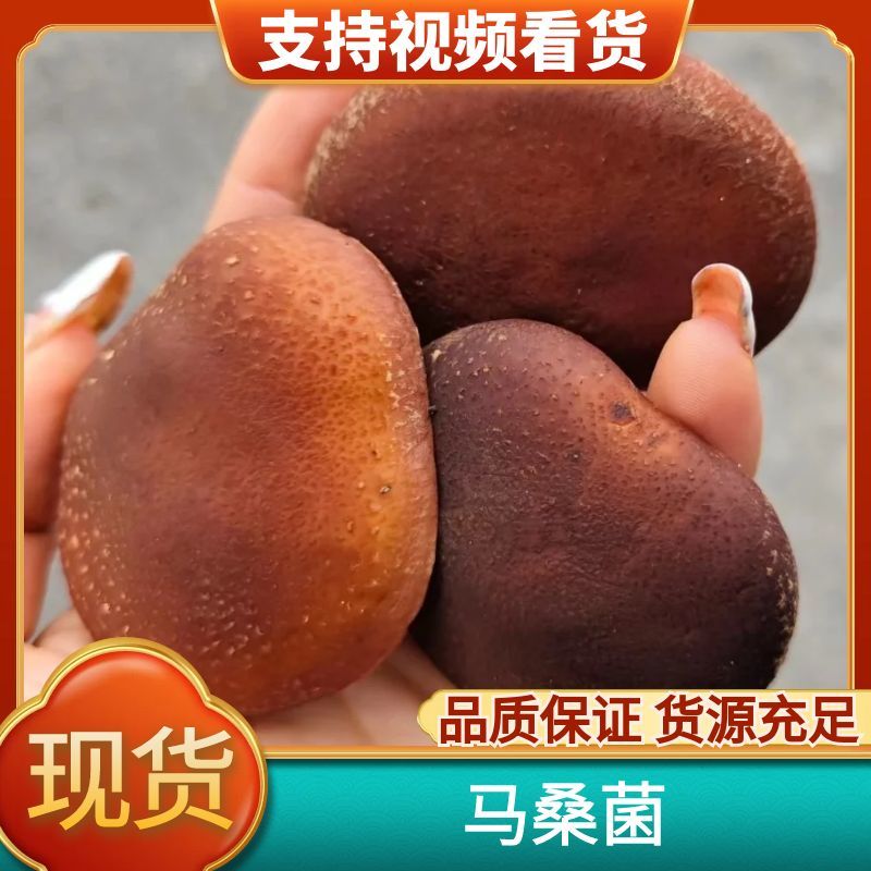 精品贵州特产习水县椴木马桑菌，一件代发，产地一手货源