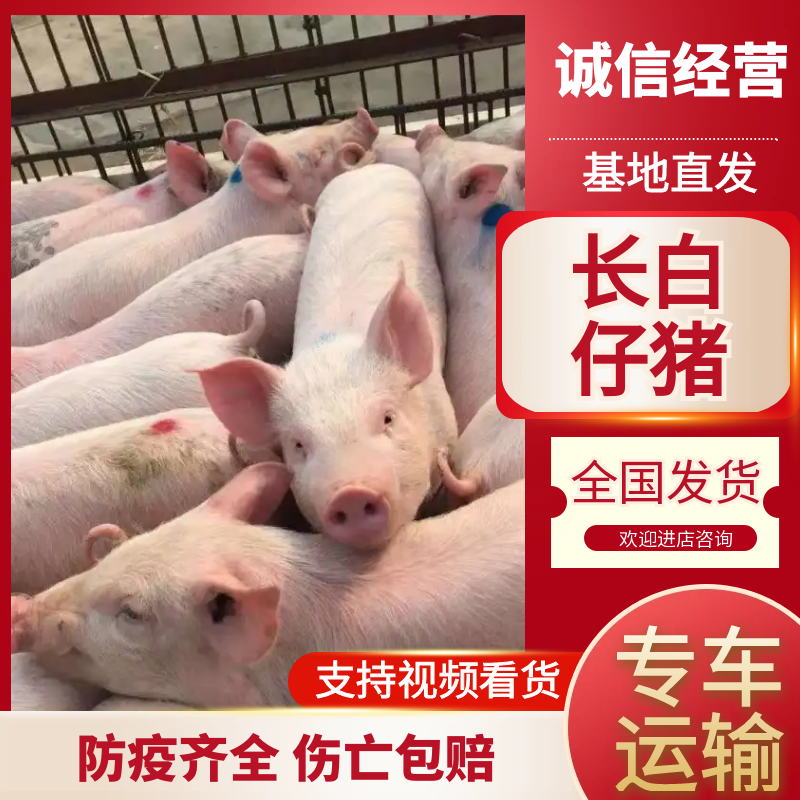 长白仔猪，防疫齐全，伤亡包赔，品种齐全量大优惠，全国发货