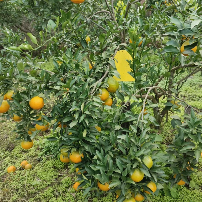 精选椪柑四川自贡椪柑柑橘好吃不贵量大价优欢迎选购
