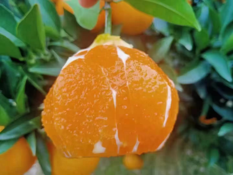 湖北纽荷尔脐橙大量上市基地直发现摘先发对接全国市场