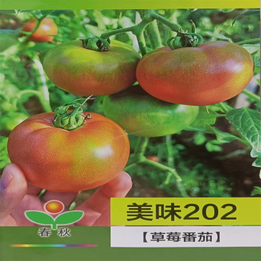 美味202草莓番茄种子春秋抗TY铁皮柿子水果番茄种子高产