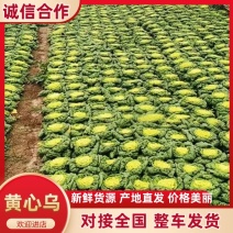 黄心乌乌塌菜黄心菜自家基地种植一手货源价格便宜保质保量