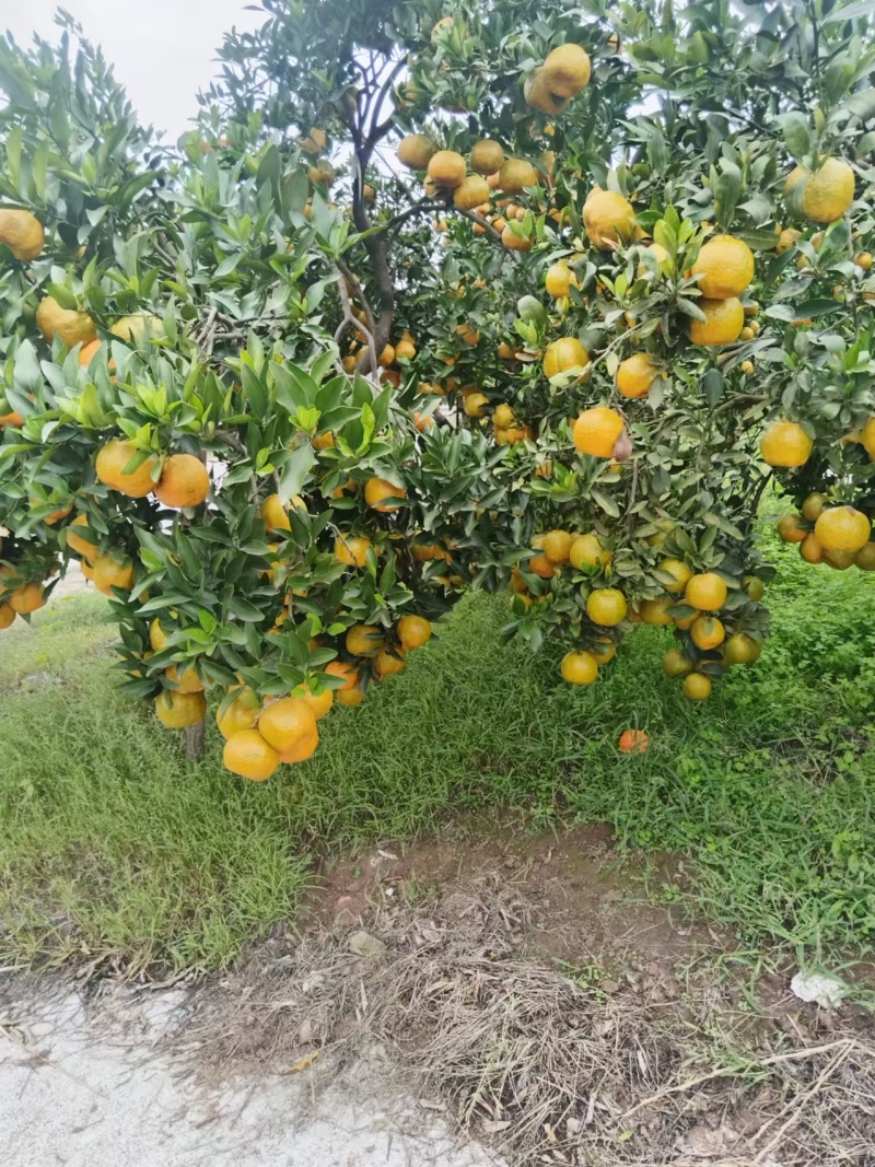 椪柑大量上市，全国发货量大从优，可视频看货